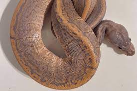 How Long Do Baby Snakes Stay With Their Mother