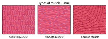 Maybe you would like to learn more about one of these? Types Of Animal Tissues Ck 12 Foundation