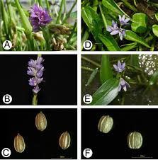 Image result for Monochoria africana