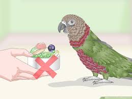 Maybe you would like to learn more about one of these? 4 Ways To Feed A Hawk Headed Parrot Wikihow Pet