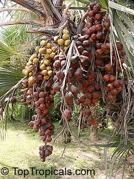 Image result for Hyphaene