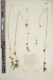 Image result for Crepidorhopalon