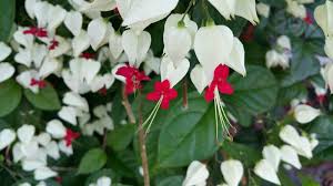 Image result for Clerodendrum