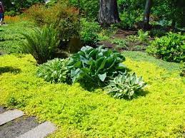 Maybe you would like to learn more about one of these? Stepables Perfect Plants For Paths And Walkways The Garden Glove Plants Creeping Jenny Ground Cover Plants