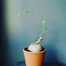 Image result for Stephania cyanantha