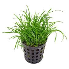 Image result for Ranalisma