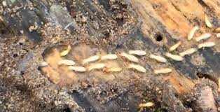 Find the best pest control company near you for your home's needs. Pest Control Termite Exterminators Termite Treatment Jenkins Pest