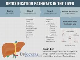 7 Ways To Improve Estrogen Metabolism Drjockers Com