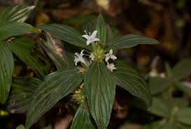 Image result for Spermacoce princeae