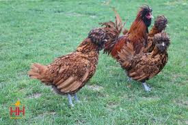 A cool bird that makes a great pet chicken. Hoover S Hatchery