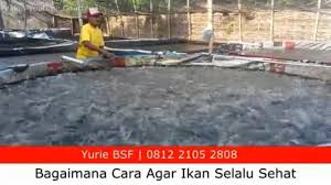 Lebih Mudah Lebih Untung Dengan Cara Budidaya Ikan Lele Yg Sehat Ikan Benares