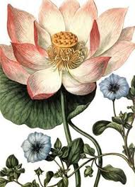 Vintage Lotus Vintage Botanical Prints Botanical Drawings Botanical Prints