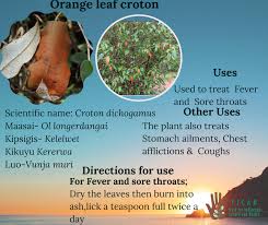 Image result for Croton dichogamus