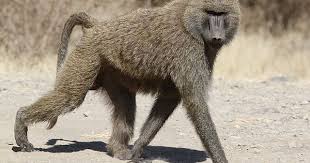 Olive Baboon