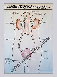 Buy Human Excretory System Charts Online Buy Human Excretory