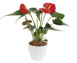 Costa Farms Planta De Interior De Anthurium Vivo En Ceramica Premium Costa Farms In 2020 Live Indoor Plants Anthurium Plant Indoor Plants