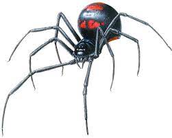 Spider drawing widow sketch tattoo drawn drawings hand shadow ink web spiders pencil 3d illustration sketches realistic badass draw tarantula. Black Widows Creepypasta Wiki Black Widow Spider Spider Art Spider Illustration