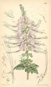 Shine misai kucing(herba orthosiphon stamineus.): Orthosiphon Wikipedia