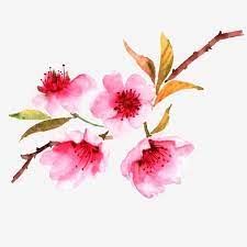 Peach Blossom Cherry Blossoms Pink Flower Flower Cherry Blossom Clipart Peach Blossom Floral Pattern Png Transparent Clipart Image And Psd File For Free Down Cherry Blossom Petals Loose Watercolor Flowers Peach