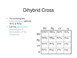 Describe how to use a punnett square for a monohybrid and dihybrid cross. Dihybrid Punnett Squares Ppt Download