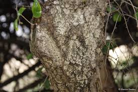 Image result for Dovyalis afra