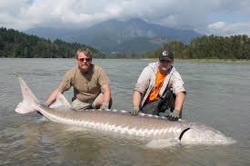 The leaping sturgeon is a fish which requires 70 fishing, 45 strength, and 45 agility to be caught, providing 80 fishing experience, 7 strength experience, and 7 agility experience. Fraser River Full Day Salmon Or Sturgeon Fishing Adventure 2021 Fraser Valley