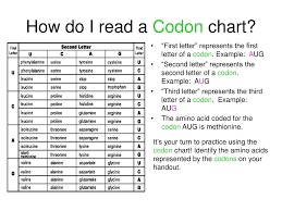 ppt dna transcription translation powerpoint