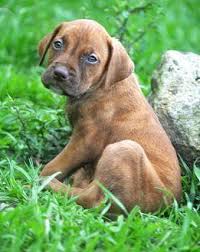 Health and temperament are the most important aspect in our br… Whiskey Rhodesian Ridgeback Puppy Female For Sale In Apopka Florida Classified Americanlisted Com