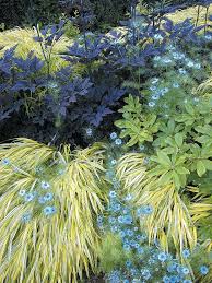 This beauty produces hundreds of fragrant white flowers from may until september. Actaea Hashtag On Twitter