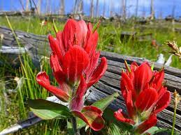 We did not find results for: Protrails Wildflowers Of The Rockies Photo Gallery Rocky Mountain National Park Colorado
