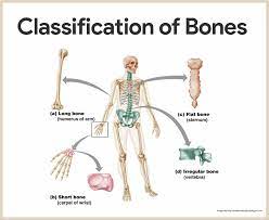 Skeletal System Anatomy And Physiology Nurseslabs