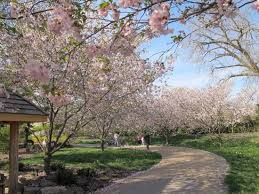 The silver lining of the summer leaves is attractive. Cherry Trees Picture Of Olbrich Botanical Gardens Madison Tripadvisor