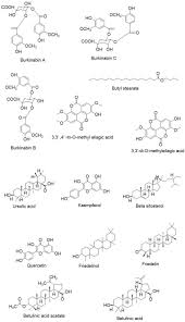 Image result for Scepocarpus hypselodendron