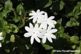 Image result for Jasminum multiflorum