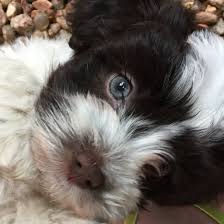 We did not find results for: Wildflower Havanese Healthy Happy Dogs For Sale Near Denver Co