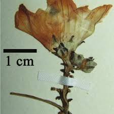 Image result for Coccinia mildbraedii