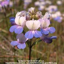 Oregon native plants has 8,276 members. Oregon Native Seed For Your Garden From The Willamette Valley