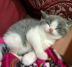 Mutlu Kedicik Cute Kittens Kedi Kediler Ve Yavrulari