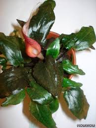 From the smallest cryptocoryne parva to the large cryptocoryne crispatula var. Cryptocoryne Purpurea Flowgrow Aquatic Plant Database