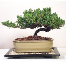 The juniper bonsai is essentially the small version of a juniper tree, a conifer, and there are many species of juniper which grow very well as bonsai; 40 Most Popular Juniper Bonsai Tree Care Indoor Pink Wool
