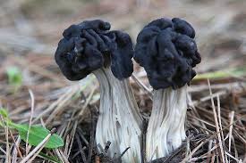 Black And White Mushroom Black Helvellas By John Butler Stuffed Mushrooms Garden Mushrooms Fungi