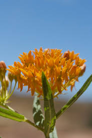 Image result for Asclepias foliosa