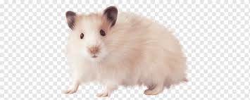 21 hamster transparent png or svg hamster 21. Hamsters Hamsters Animal Lovely Png Pngwing