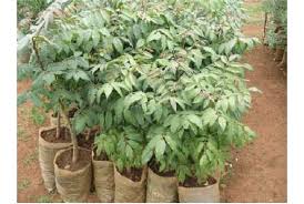 Image result for Ekebergia