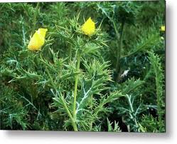 Image result for Argemone mexicana