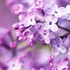 Begitulah informasi yang bisa kami uraikan mengenai contoh soal pilihan ganda tentang pola hidup sehat. Soal Essay Pola Hidup Sehat Penggambar