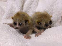 Baby Slow Loris Twins Cute Baby Animals Slow Loris Cute Animals