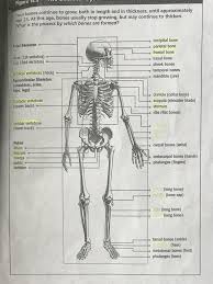 Learn vocabulary, terms, and more with flashcards, games, and other study tools. The Skeletal System Girls Health 3 Diagram Quizlet