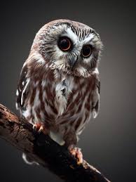 Cute Baby Owl Owl Wallpaper Owl Owl Pictures We have 57+ amazing background pictures carefully picked by our community. cute baby owl owl wallpaper owl owl