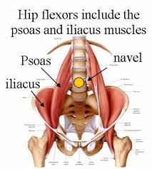 In human anatomy, the muscles of the hip joint are those muscles that cause movement in the hip. The Correlation Between The Hip Flexors And Back Pain Being Fit The Gym Beyond